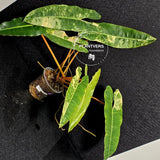 Variegated Billietiae Philodendron Live Plant - Super Rare Collector Plant - Big Leaf Rare Unique Plant - Exact Same Plant - US Seller