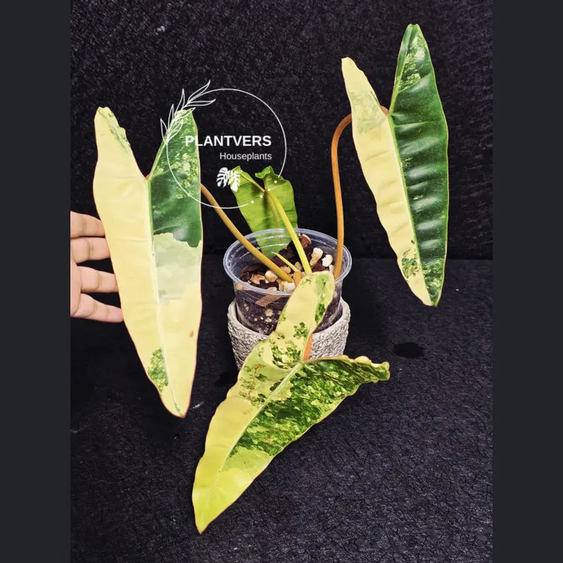 Variegated Billietiae Philodendron Live Plant - Super Rare Collector Plant - Big Leaf Rare Unique Plant - Exact Same Plant - US Seller