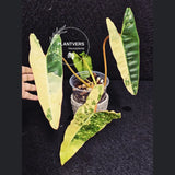 Variegated Billietiae Philodendron Live Plant - Super Rare Collector Plant - Big Leaf Rare Unique Plant - Exact Same Plant - US Seller