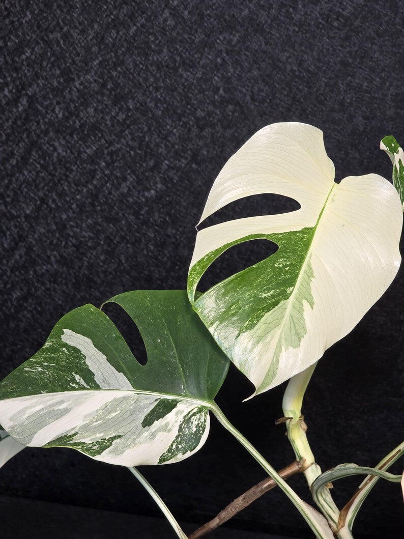 Variegated Monstera Albo Live Plant - Rare White Monstera Borsigiana - Beginners Plant - EXACT Same Plant - US Seller