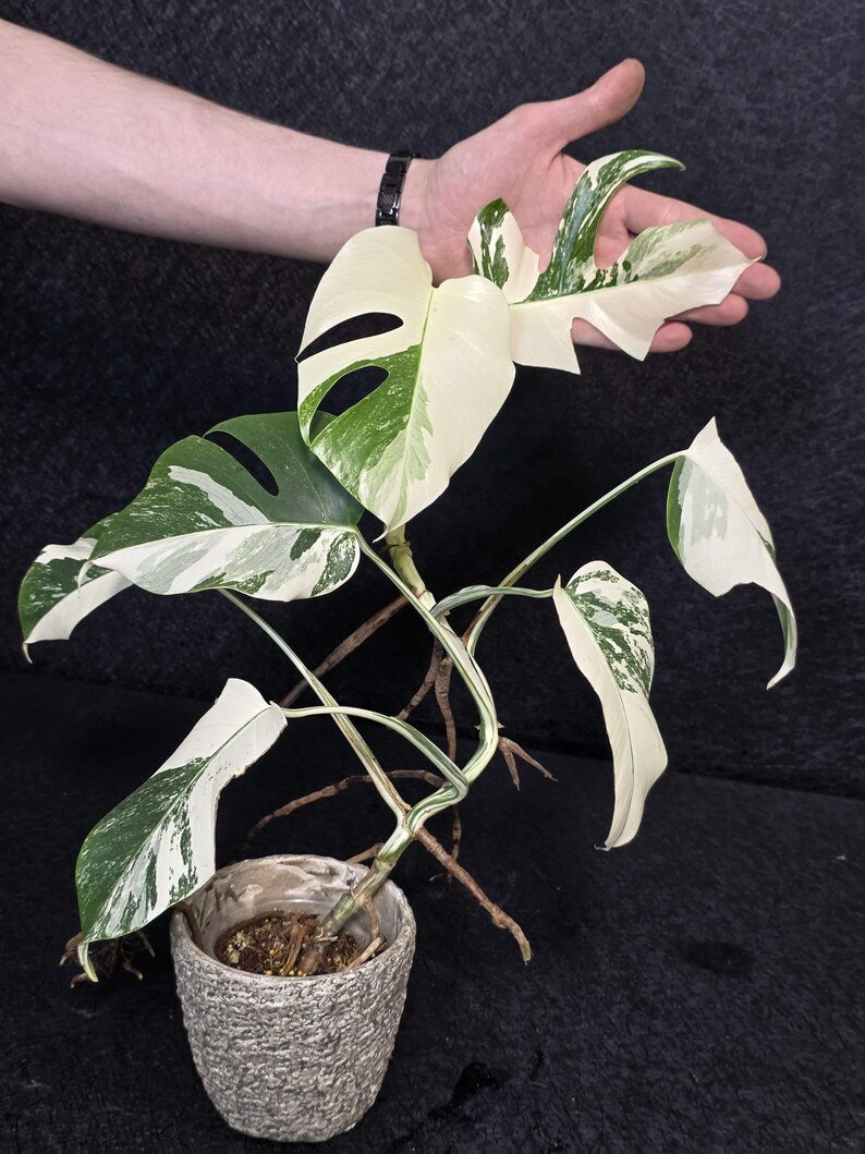 Variegated Monstera Albo Live Plant - Rare White Monstera Borsigiana - Beginners Plant - EXACT Same Plant - US Seller