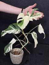 Variegated Monstera Albo Live Plant - Rare White Monstera Borsigiana - Beginners Plant - EXACT Same Plant - US Seller