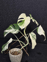 Variegated Monstera Albo Live Plant - Rare White Monstera Borsigiana - Beginners Plant - EXACT Same Plant - US Seller