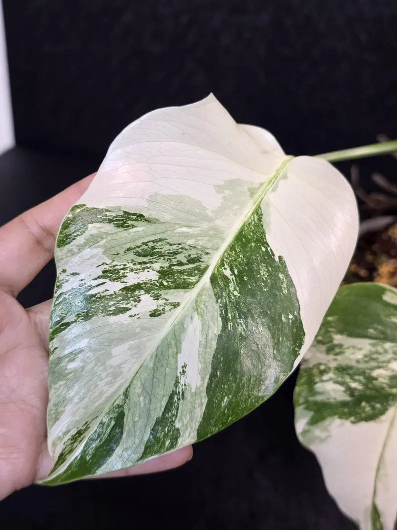 Variegated Monstera Albo - Rare White Monstera Borsigiana Baby Plant - EXACT Plant - US Seller