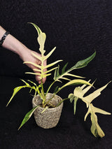 Rare Variegated Philodendron Florida Beauty x Tortum Live Plant - Split Leaf Aroid - Exotic Indoor Plant - Hybrid Aroid - US Seller