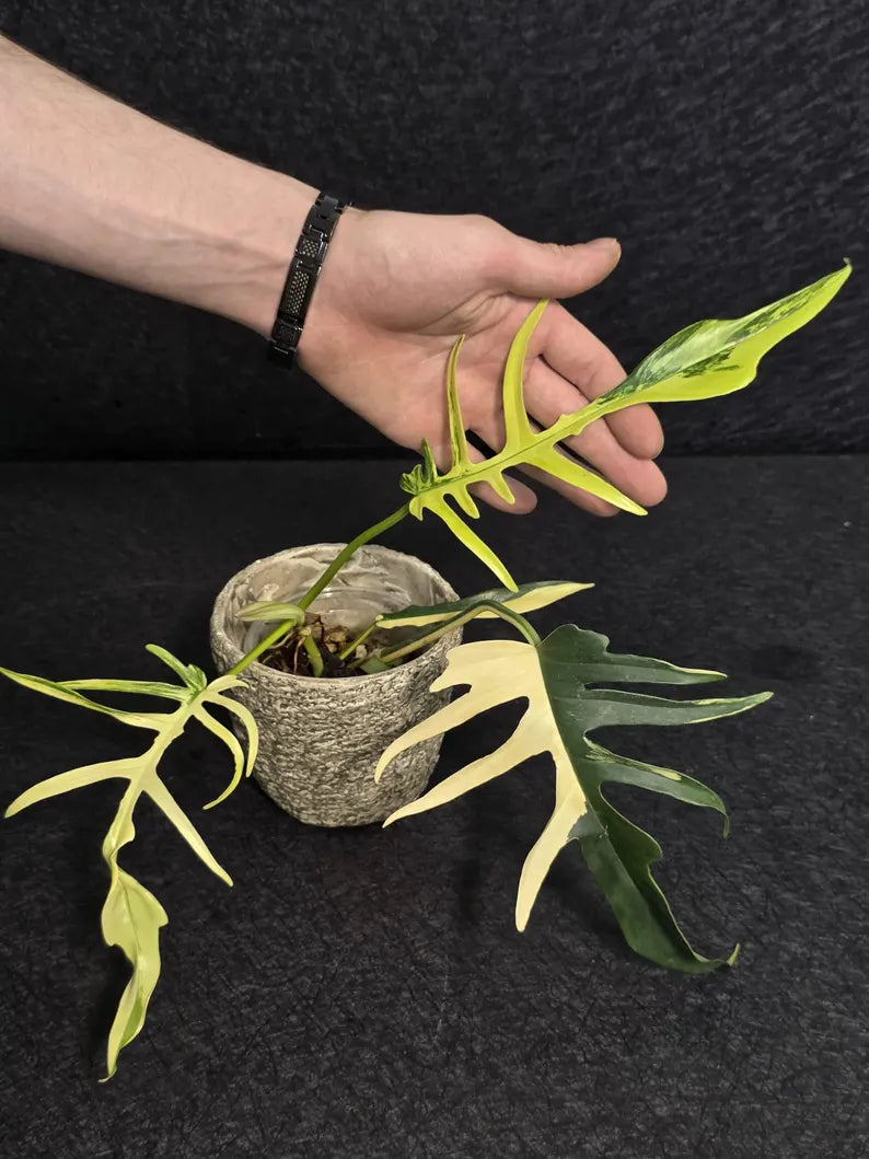 Rare Variegated Philodendron Florida Beauty x Tortum Live Plant - Split Leaf Aroid - Exotic Indoor Plant - Hybrid Aroid - US Seller