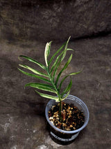 Rare Philodendron Tortum Variegated Live Plant - Split Leaf Philodendron - Variegated Aroid - Exotic Indoor Plant - US Seller