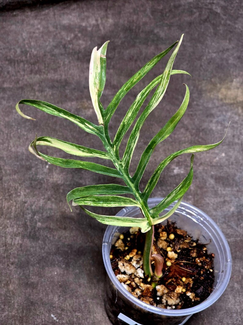 Rare Philodendron Tortum Variegated Live Plant - Split Leaf Philodendron - Variegated Aroid - Exotic Indoor Plant - US Seller