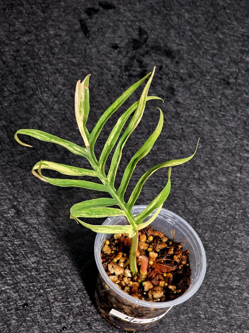 Rare Philodendron Tortum Variegated Live Plant - Split Leaf Philodendron - Variegated Aroid - Exotic Indoor Plant - US Seller