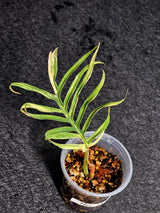 Rare Philodendron Tortum Variegated Live Plant - Split Leaf Philodendron - Variegated Aroid - Exotic Indoor Plant - US Seller