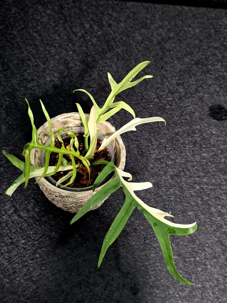 Rare Philodendron Tortum Albo Variegated Live Plant - Split Leaf Aroid - Exotic Indoor Plant - Exact Same Plant - US Seller