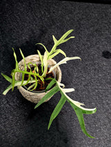 Rare Philodendron Tortum Albo Variegated Live Plant - Split Leaf Aroid - Exotic Indoor Plant - Exact Same Plant - US Seller