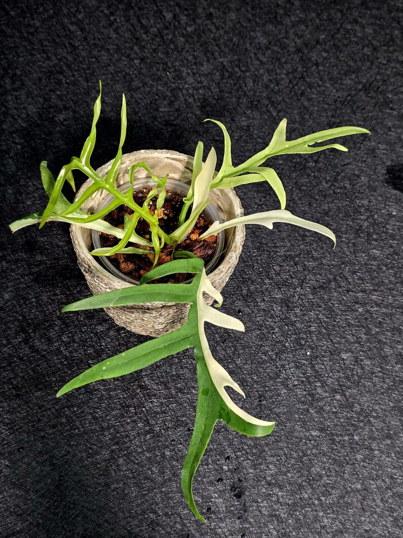 Rare Philodendron Tortum Albo Variegated Live Plant - Split Leaf Aroid - Exotic Indoor Plant - Exact Same Plant - US Seller