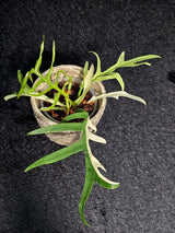 Rare Philodendron Tortum Albo Variegated Live Plant - Split Leaf Aroid - Exotic Indoor Plant - Exact Same Plant - US Seller