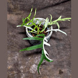 Rare Philodendron Tortum Albo Variegated Live Plant - Split Leaf Aroid - Exotic Indoor Plant - Exact Same Plant - US Seller