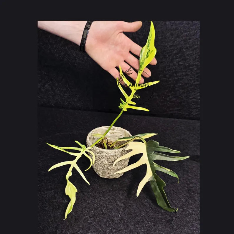 Rare Variegated Philodendron Florida Beauty x Tortum Live Plant - Split Leaf Aroid - Exotic Indoor Plant - Hybrid Aroid - US Seller
