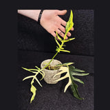 Rare Variegated Philodendron Florida Beauty x Tortum Live Plant - Split Leaf Aroid - Exotic Indoor Plant - Hybrid Aroid - US Seller