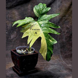 Variegated Philodendron Florida Beauty x Mayoi - Extremely Rare Collector Aroid Live Plant - Exact Same Plant - US Seller