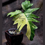 Variegated Philodendron Florida Beauty x Mayoi - Extremely Rare Collector Aroid Live Plant - Exact Same Plant - US Seller
