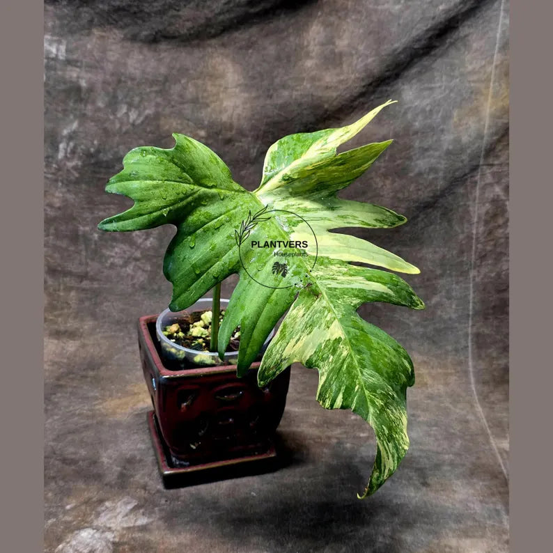 Variegated Philodendron Florida Beauty x Mayoi - Extremely Rare Collector Aroid Live Plant - Exact Same Plant - US Seller