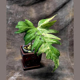 Variegated Philodendron Florida Beauty x Mayoi - Extremely Rare Collector Aroid Live Plant - Exact Same Plant - US Seller