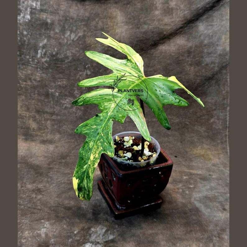 Variegated Philodendron Florida Beauty x Mayoi - Extremely Rare Collector Aroid Live Plant - Exact Same Plant - US Seller