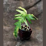 Variegated Philodendron Florida Beauty x Mayoi - Extremely Rare Collector Aroid Live Plant - Exact Same Plant - US Seller