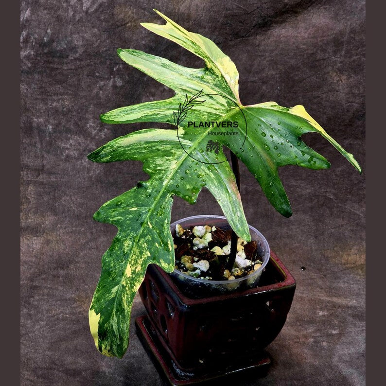 Variegated Philodendron Florida Beauty x Mayoi - Extremely Rare Collector Aroid Live Plant - Exact Same Plant - US Seller