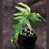 Variegated Philodendron Florida Beauty x Mayoi - Extremely Rare Collector Aroid Live Plant - Exact Same Plant - US Seller