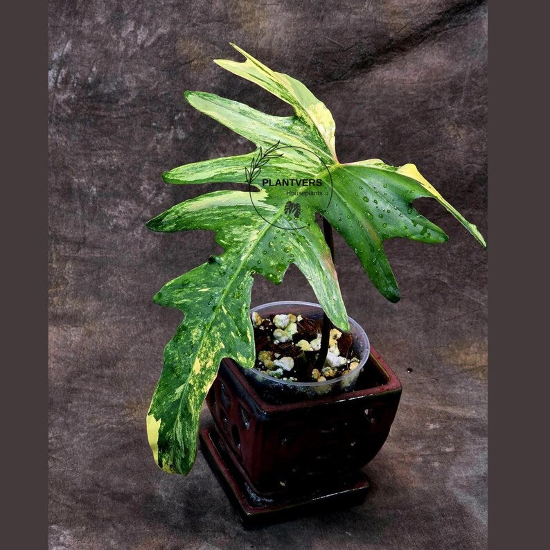 Variegated Philodendron Florida Beauty x Mayoi - Extremely Rare Collector Aroid Live Plant - Exact Same Plant - US Seller