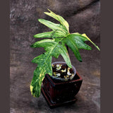 Variegated Philodendron Florida Beauty x Mayoi - Extremely Rare Collector Aroid Live Plant - Exact Same Plant - US Seller