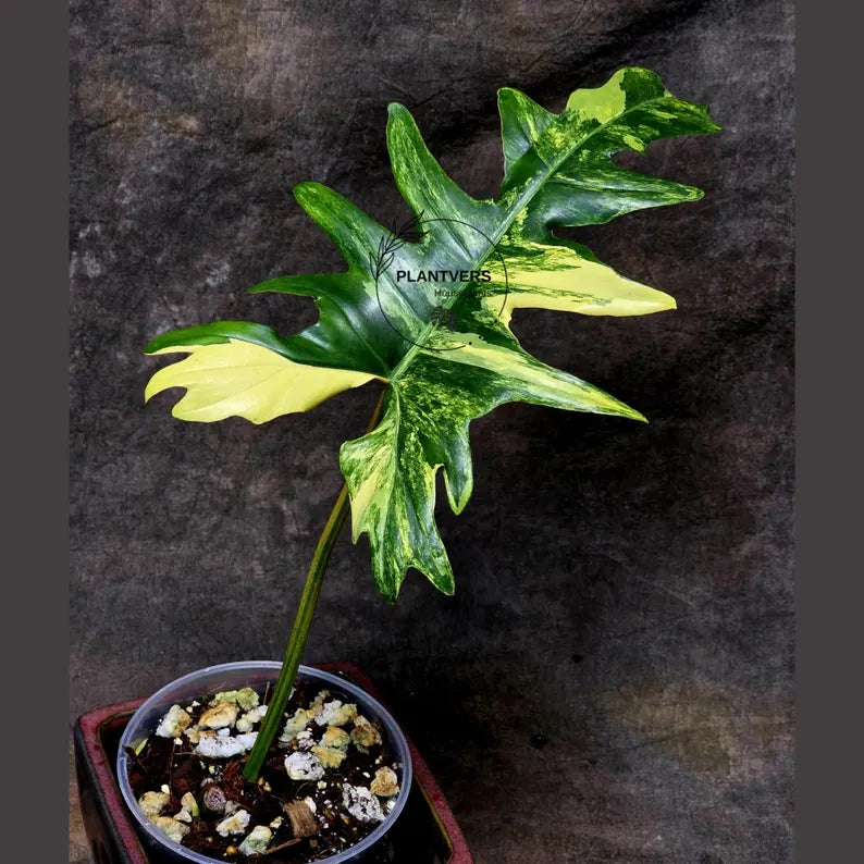 Variegated Philodendron Florida Beauty x Mayoi - Extremely Rare Collector Aroid Live Plant - Exact Same Plant - US Seller