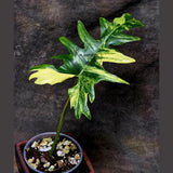Variegated Philodendron Florida Beauty x Mayoi - Extremely Rare Collector Aroid Live Plant - Exact Same Plant - US Seller