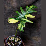 Variegated Philodendron Florida Beauty x Mayoi - Extremely Rare Collector Aroid Live Plant - Exact Same Plant - US Seller