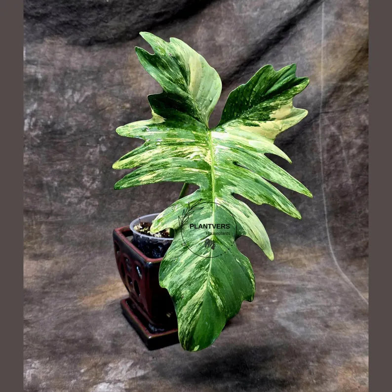 Variegated Philodendron Florida Beauty x Mayoi - Extremely Rare Collector Aroid Live Plant - Exact Same Plant - US Seller