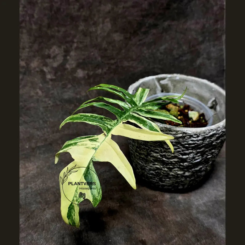 Philodendron Florida Beauty x Tortum Extremely Rare Plant Exact Pot - Cream, White Variegation Super Rare Collector EXACT Plant