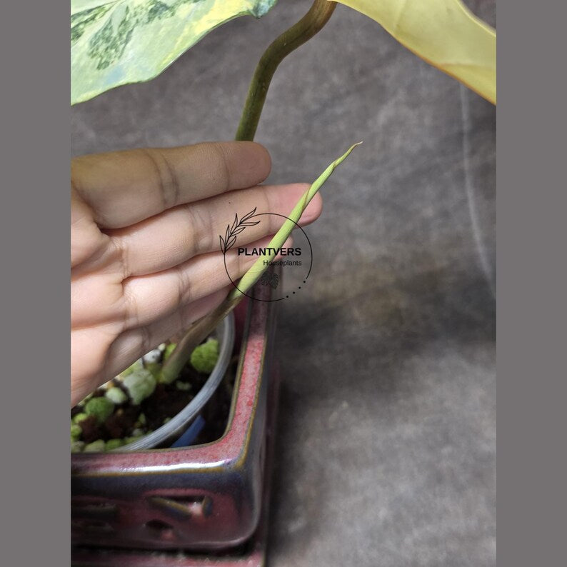 Variegated Philodendron Florida Beauty x Mayoi - Extremely Rare Collector Aroid Live Plant - Exact Same Plant - US Seller