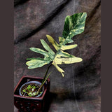 Variegated Philodendron Florida Beauty x Mayoi - Extremely Rare Collector Aroid Live Plant - Exact Same Plant - US Seller
