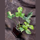 Variegated Philodendron Florida Beauty x Mayoi - Extremely Rare Collector Aroid Live Plant - Exact Same Plant - US Seller