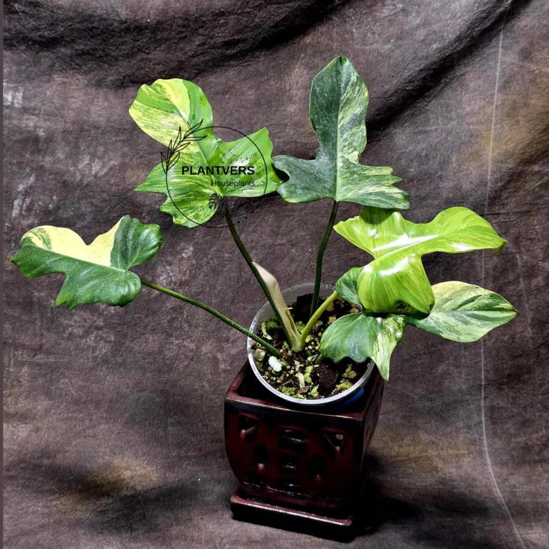 Variegated Philodendron Florida Beauty x Mayoi - Extremely Rare Collector Aroid Live Plant - Exact Same Plant - US Seller