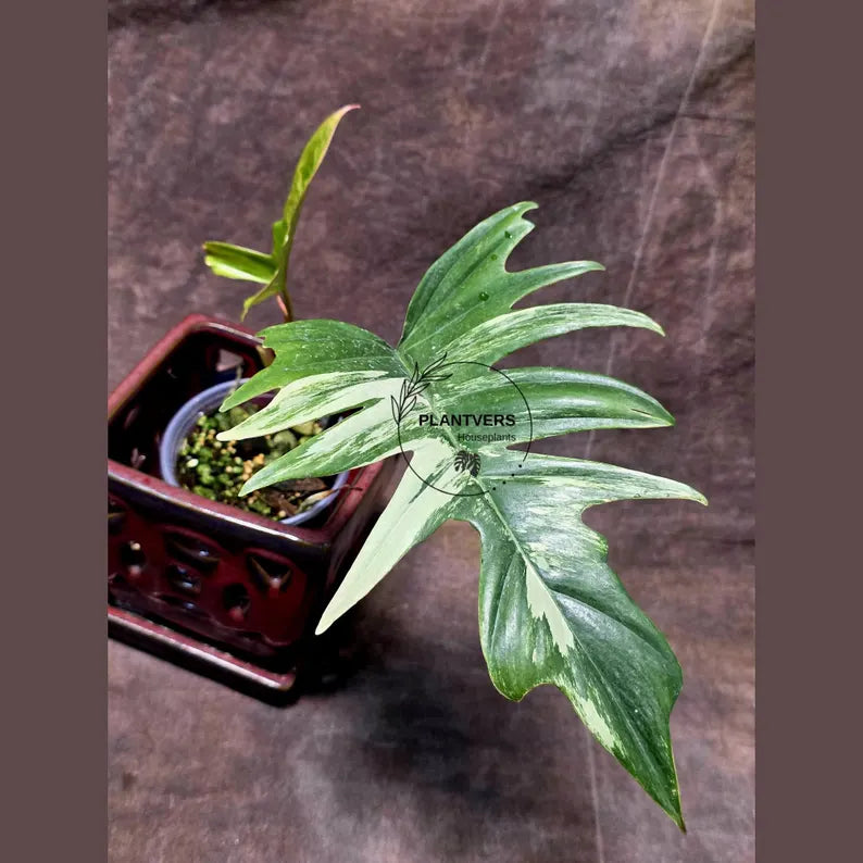 Philodendron Florida Beauty x Tortum Extremely Rare Plant Exact Pot - Cream, White Variegation Super Rare Collector EXACT Plant