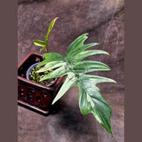 Philodendron Florida Beauty x Tortum Extremely Rare Plant Exact Pot - Cream, White Variegation Super Rare Collector EXACT Plant