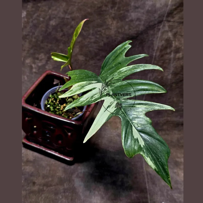 Philodendron Florida Beauty x Tortum Extremely Rare Plant Exact Pot - Cream, White Variegation Super Rare Collector EXACT Plant