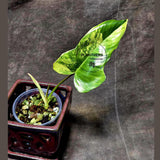 Philodendron Florida Beauty x Paraiso Verde in a Nursery Pot - Variegation Super Rare Collector EXACT Plant - Gift Plant - US Seller
