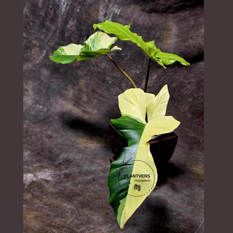 Philodendron Florida Beauty x Paraiso Verde in a Nursery Pot - Variegation Super Rare Collector EXACT Plant - Gift Plant - US Seller