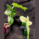Philodendron Florida Beauty x Paraiso Verde in a Nursery Pot - Variegation Super Rare Collector EXACT Plant - Gift Plant - US Seller