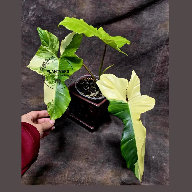 Philodendron Florida Beauty x Paraiso Verde in a Nursery Pot - Variegation Super Rare Collector EXACT Plant - Gift Plant - US Seller