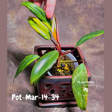 Variegated Philodendron Strawberry Shake - Rare Collector Plant - EXACT Plant - US Seller