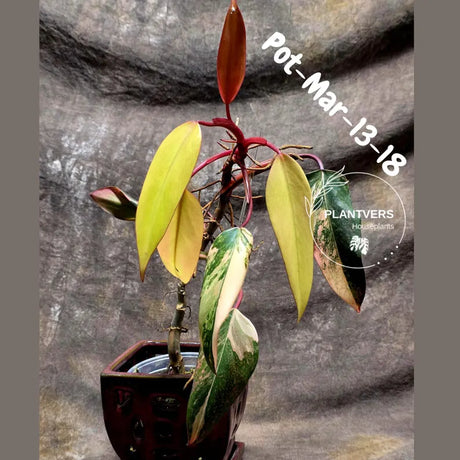 Variegated Philodendron Strawberry Shake - Rare Collector Plant - EXACT Plant - US Seller