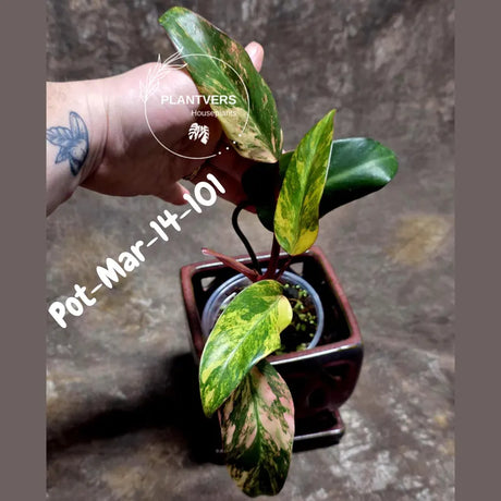Variegated Philodendron Strawberry Shake - Rare Collector Plant - EXACT Plant - US Seller